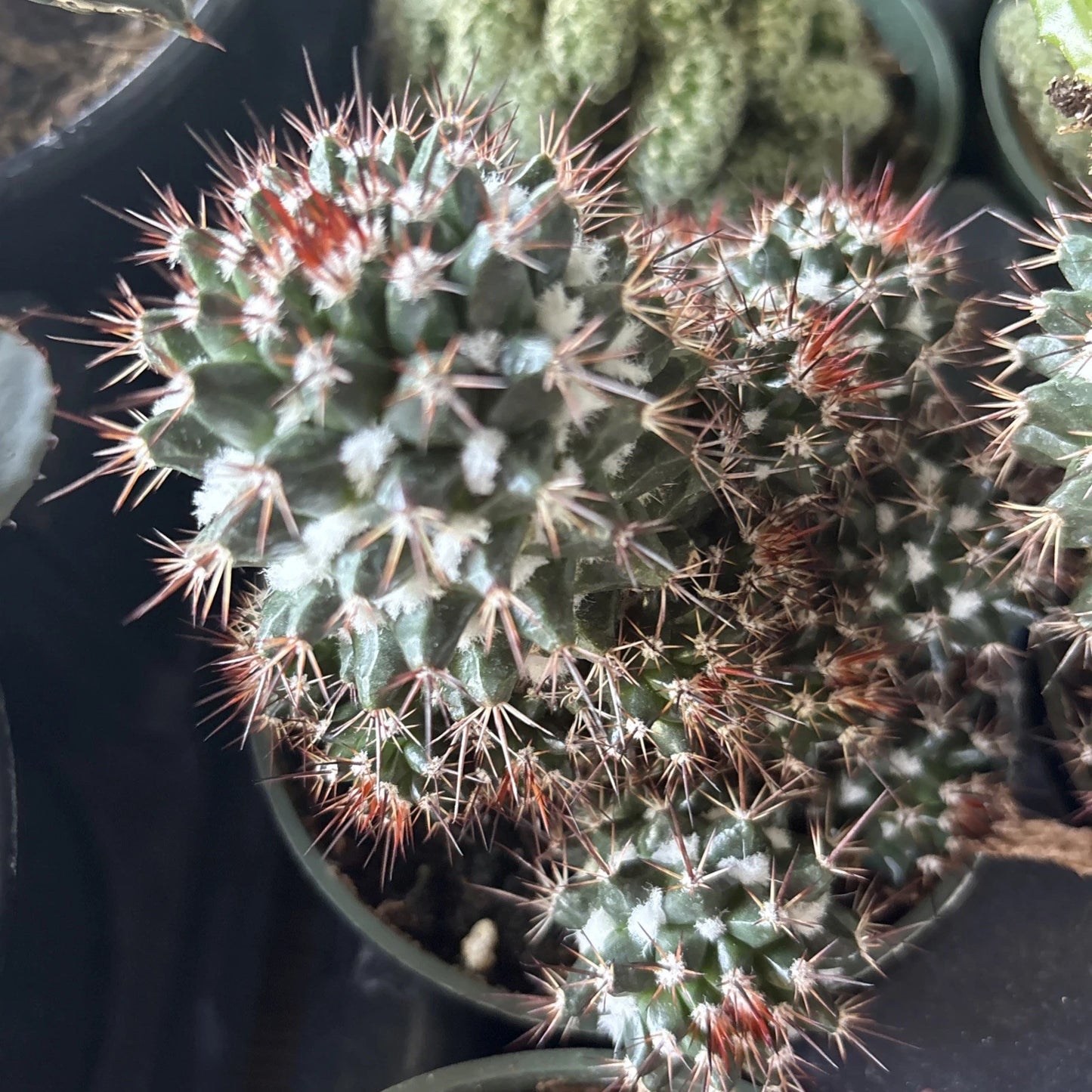 Mammillaria Voburnensis Cactus in 4" Pot - Rare Succulent Plant, Perfect for Home Decor, Indoor Gardening