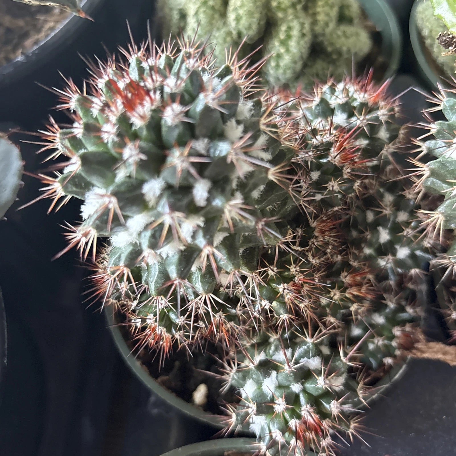 Mammillaria Voburnensis Cactus in 4" Pot - Rare Succulent Plant, Perfect for Home Decor, Indoor Gardening
