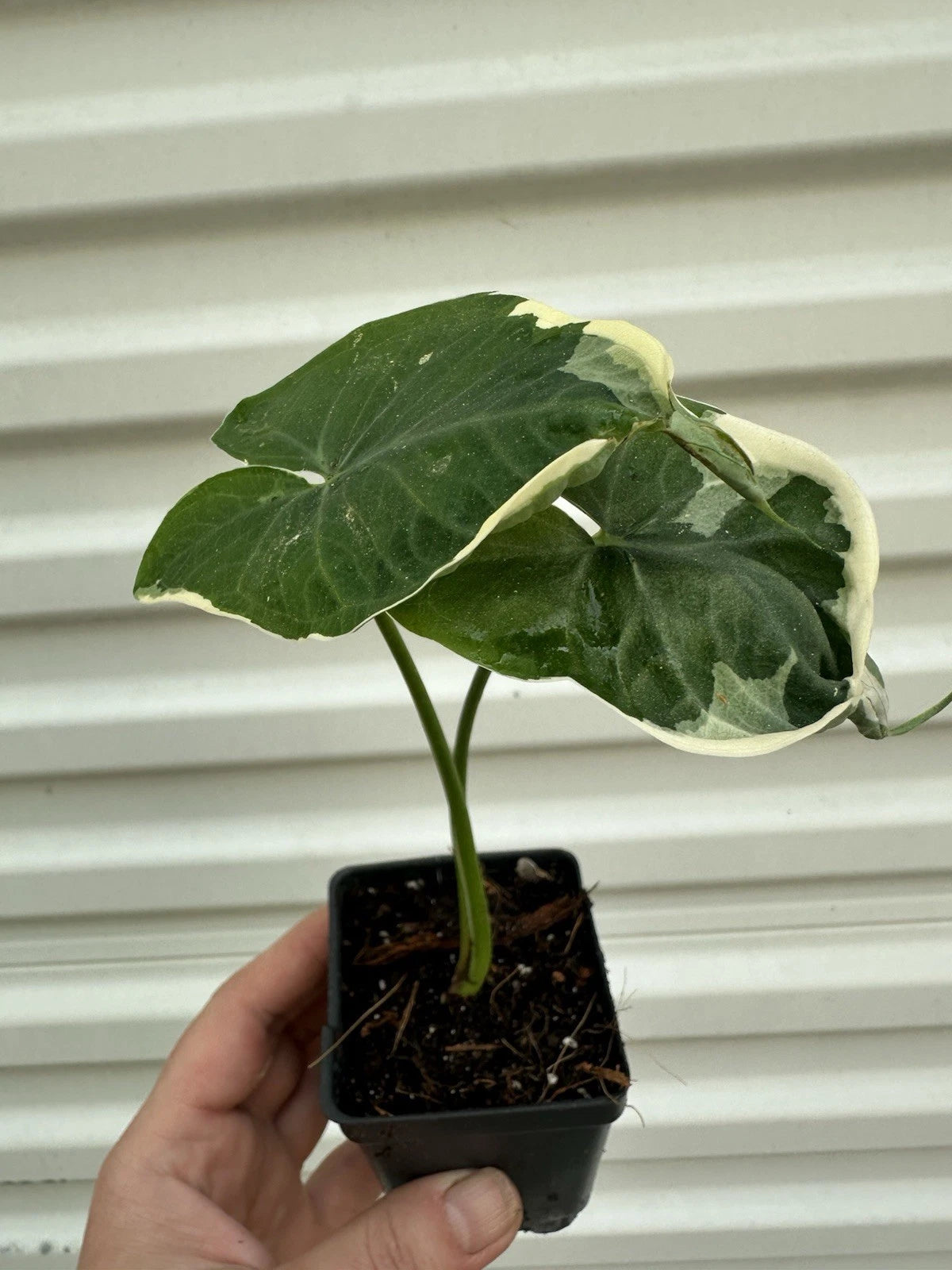Alocasia Mickey Mouse Plant in 4” Pot - Unique Tropical Houseplant (Alocasia)