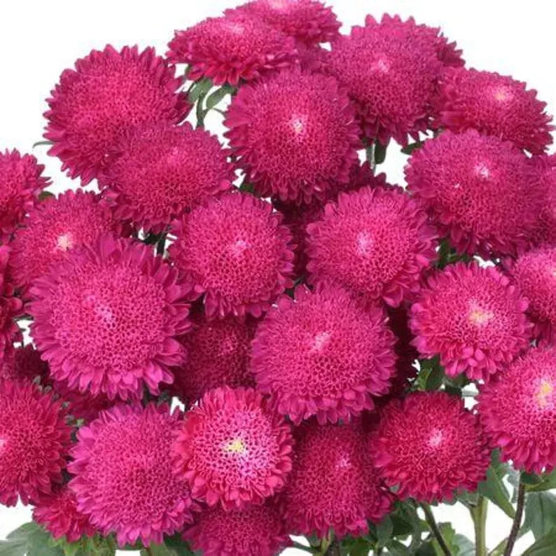 Bonita Rose Aster Seeds - 30 Pack - Aster novae-angliae - USA Grown, Free Shipping