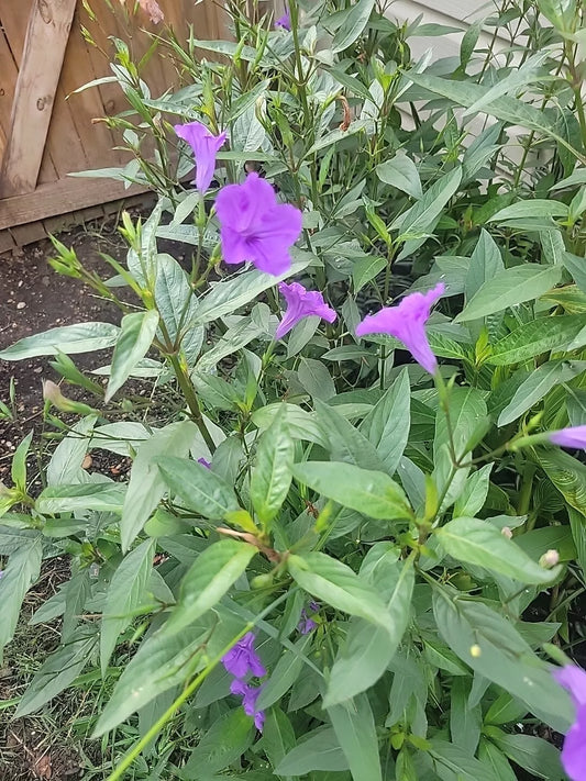 20 Bare Root Mexican Petunia Plants, Purple Ruellia Brittoniana, Esquejes De Petu Me