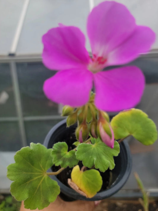 Geranium Plants Plugs 1" Lavender Blue Live Garden DIY Pelargonium x hortorum
