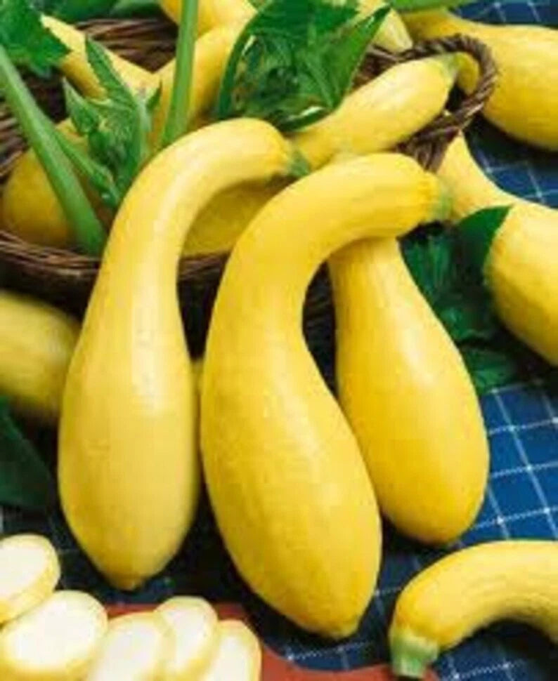 Yellow Crookneck Squash Seeds - 25+ Heirloom Non-GMO Golden Summer Variety - Fresh Gardening Seeds