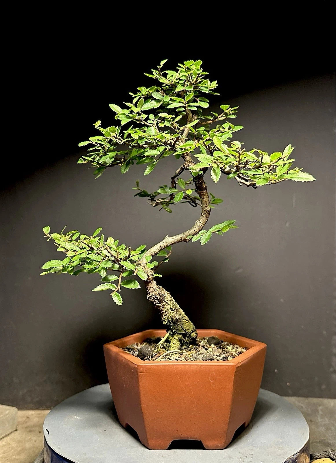 Bonsai Tree 13" Cork Bark Chinese Elm - Ulmus parvifolia - Quality Chinese Pot