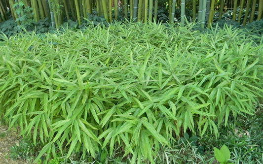 Dwarf Fernleaf Bamboo Seeds - 50 Pack - Clumping Privacy Plant for Garden - Perfect Shade Screen - Bambusa multiplex