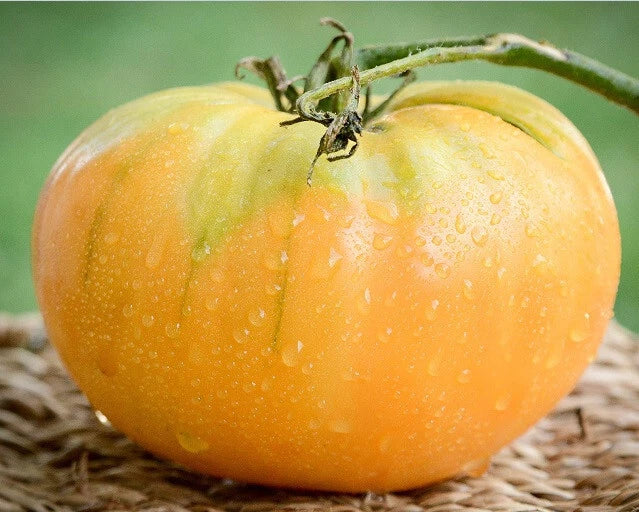Kentucky Beefsteak Tomato Seeds - 30 to 2000 Seeds, Heirloom Variety, Orange Fruit, Solanum lycopersicum