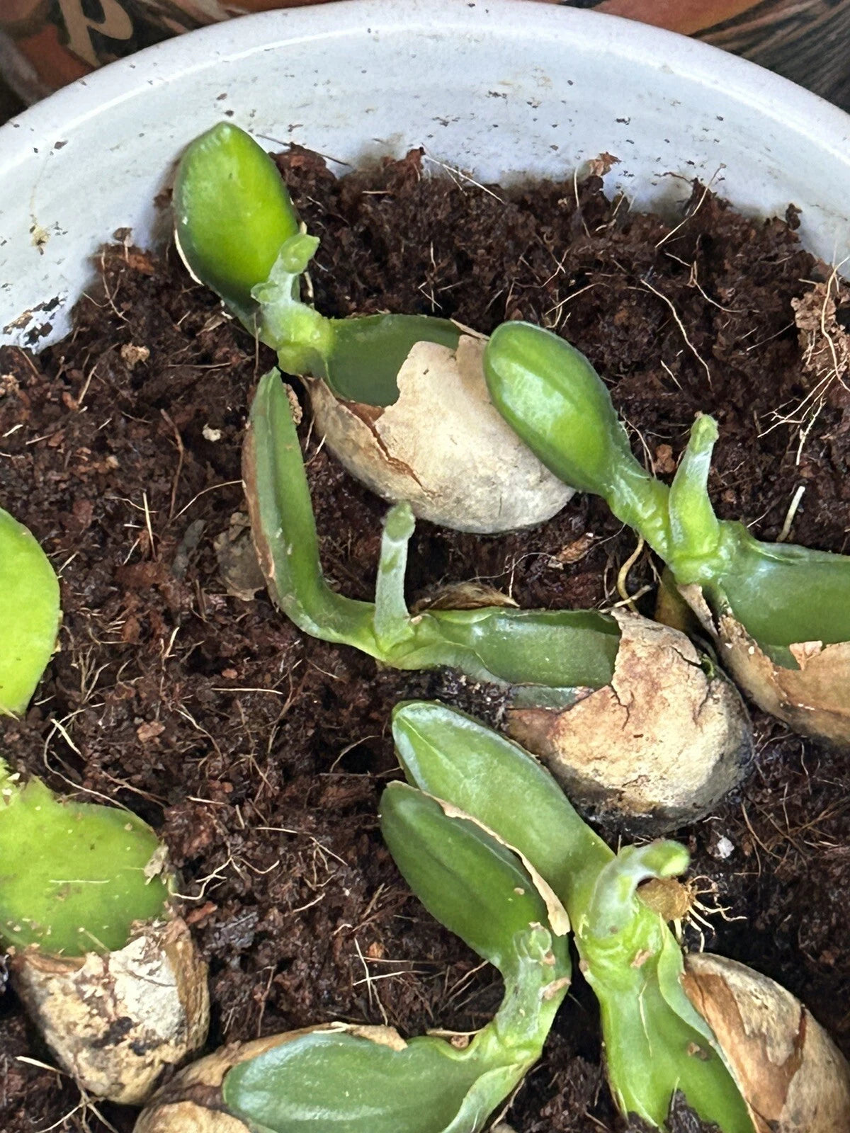 Jackfruit Seedlings - 5 Live Plants in Nursery Pot - Artocarpus heterophyllus