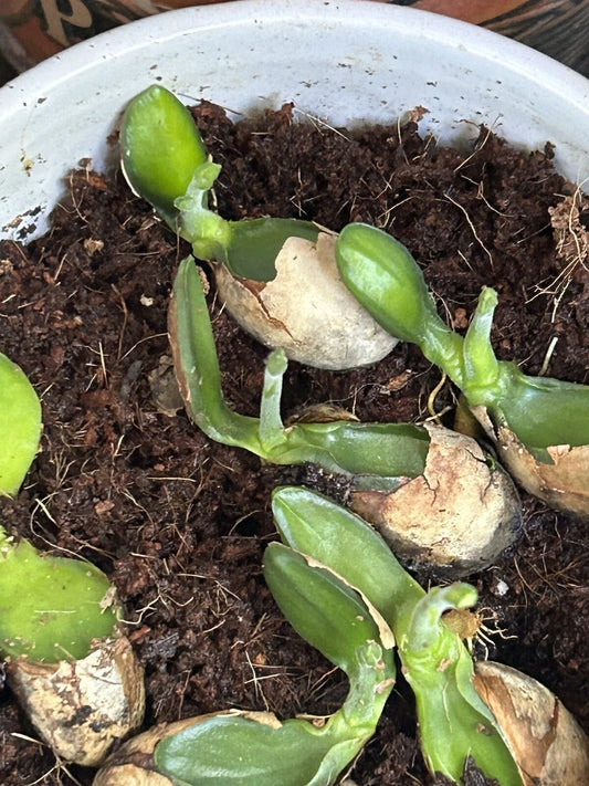 Jackfruit Seedlings - 5 Live Plants in Nursery Pot - Artocarpus heterophyllus