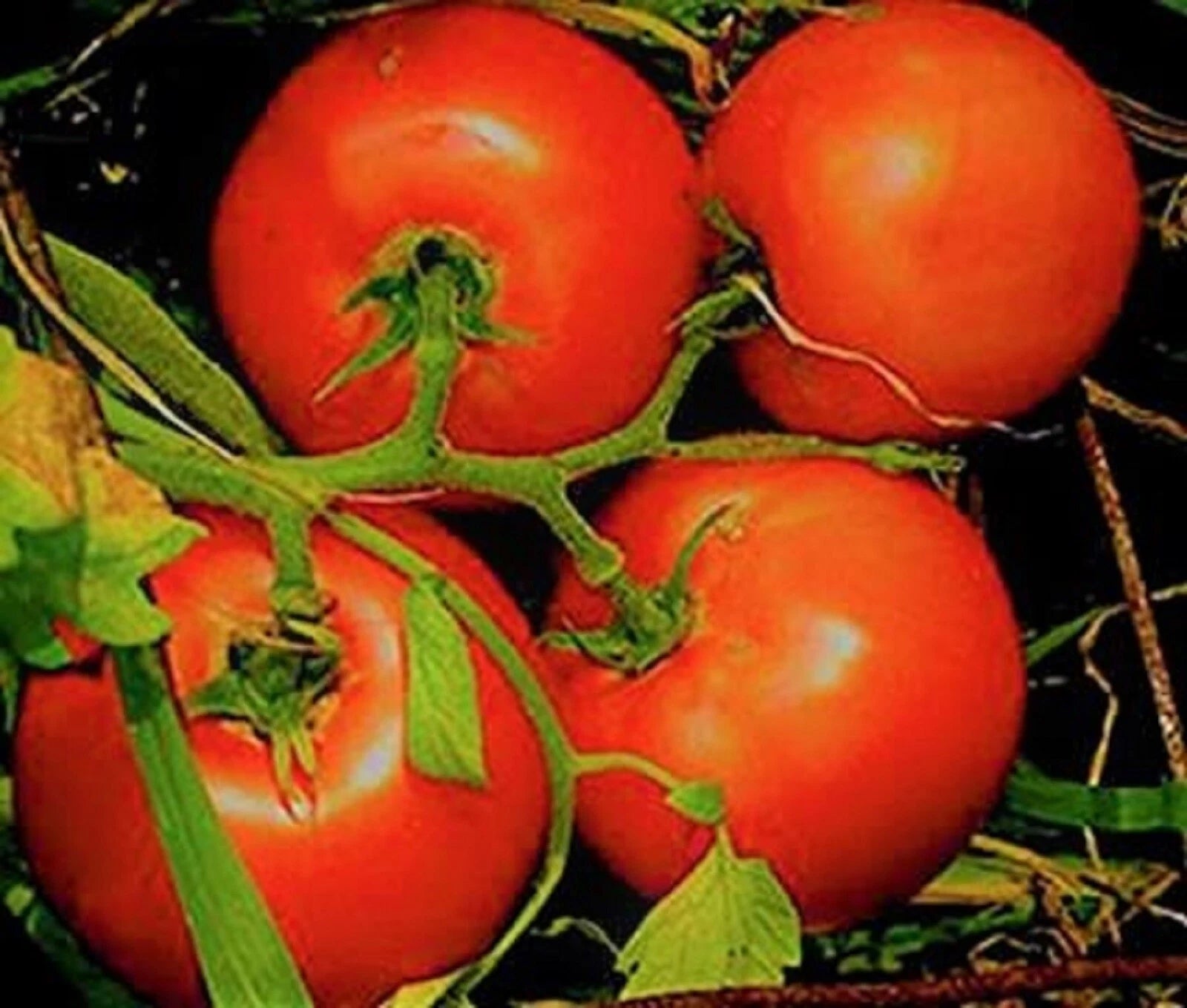 Marglobe Supreme Tomato Seeds 200+ Non-GMO Seeds - Solanum lycopersicum