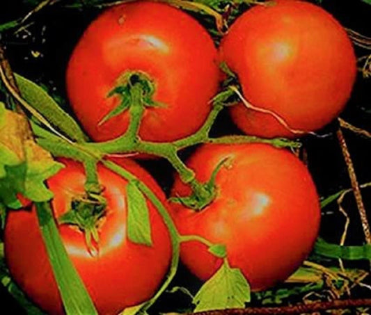 Marglobe Supreme Tomato Seeds 200+ Non-GMO Seeds - Solanum lycopersicum