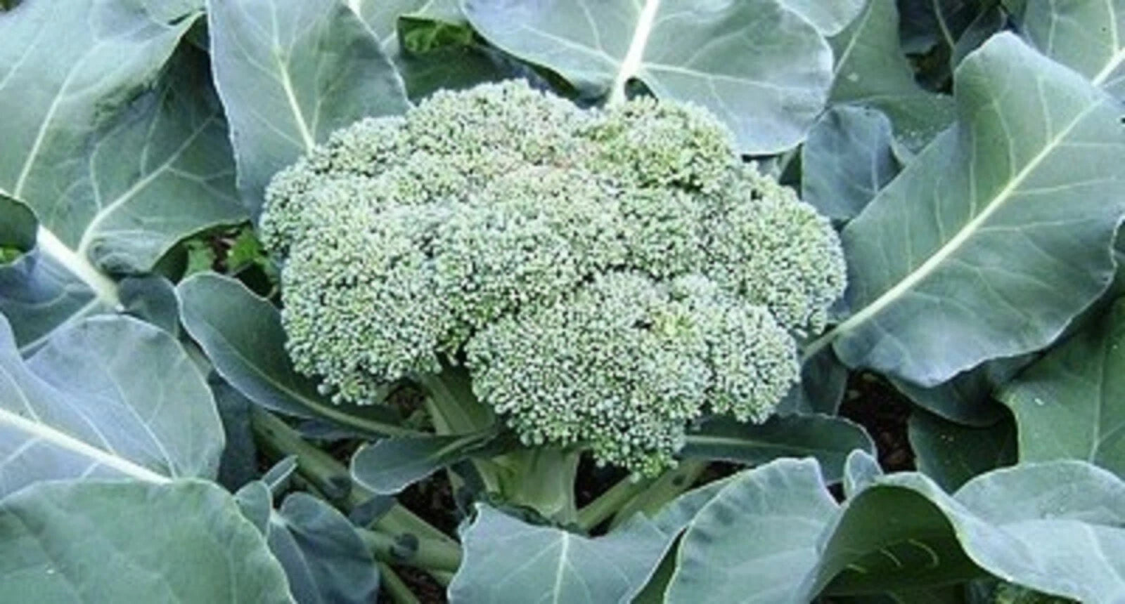 Calabrese Broccoli Seeds - 300+ Non-GMO Green Sprouting Seeds - Brassica oleracea var. italica