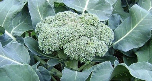 Calabrese Broccoli Seeds - 300+ Non-GMO Green Sprouting Seeds - Brassica oleracea var. italica