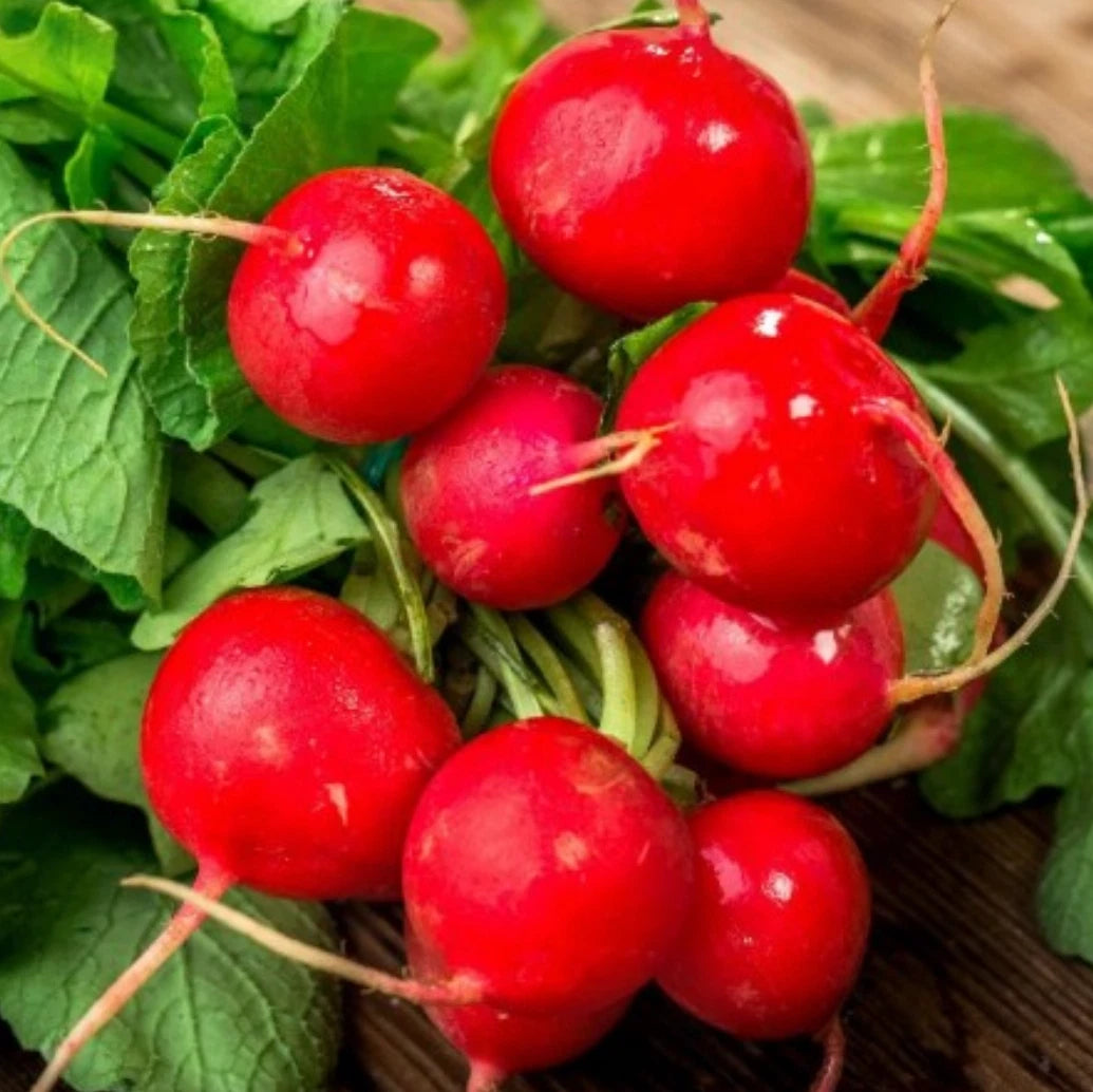 Champion Radish Seeds - Non-GMO - 2,000 Seeds - Fast Harvesting Variety (Raphanus sativus)