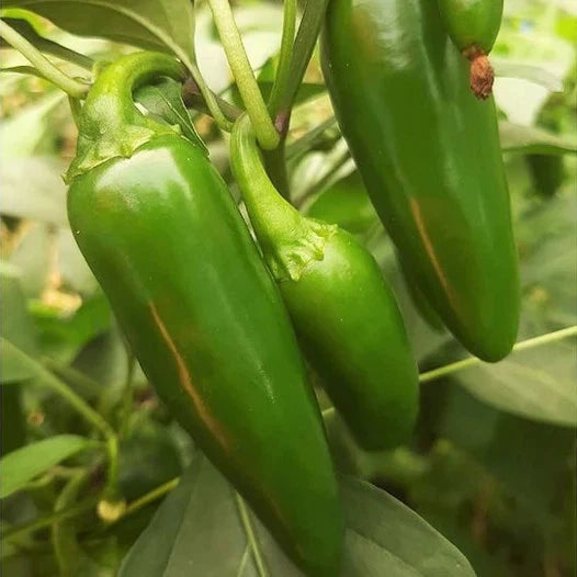 Jalapeno Pepper Seeds - 8,000 Scoville Medium Hot Dark Green - Perfect for 2025 Planting - Capsicum annuum