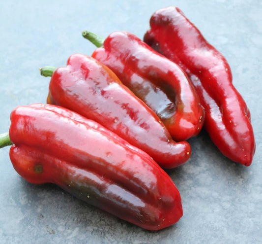 Marconi Red Pepper Seeds - 20 Premium Fresh Seeds - Capsicum annuum - Newly Harvested for Home Gardening