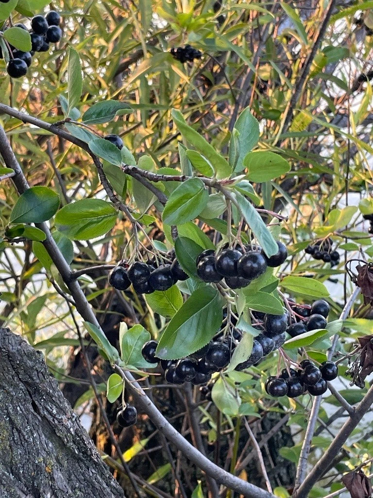 Black Chokeberry Seeds - Choose Quantity - Aronia melanocarpa - Berry-Producing Plant for Gardens and Landscapes