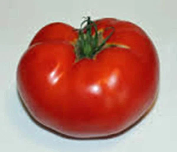 Tomato Seeds, 100 Count, Rutgers Heirloom, Non-GMO, Large Tomatoes, Solanum lycopersicum