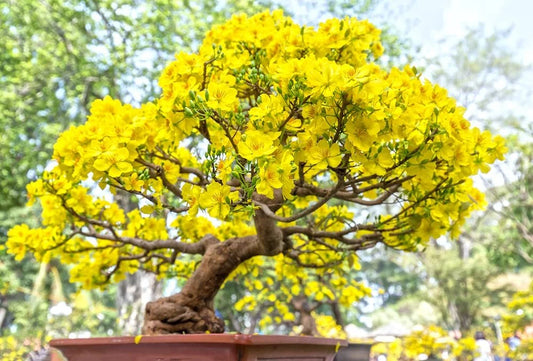 Apricot Bonsai Tree Seeds - 3 Large Seeds - Stunning Yellow Flowers - Prunus armeniaca