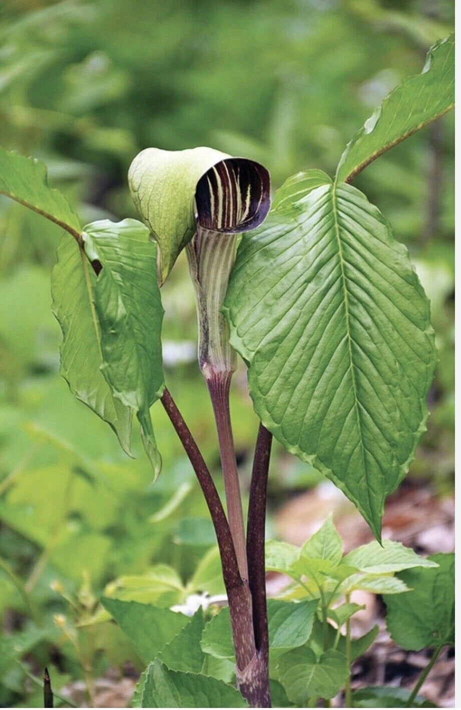 Jack-In-The-Pulpit Bulbs - 5 Bareroot Rhizomes - Arisaema triphyllum - Native Wildflower - Medicinal Plant - Sustainable Garden