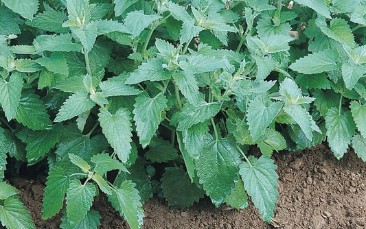 Catnip Seeds Bulk - Heirloom Non-GMO - Cat Party Supplies - Nepeta cataria - 300 to 10K Seeds