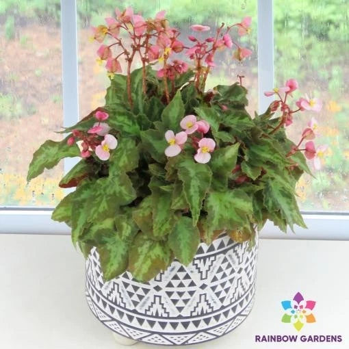 Mini Me Begonia Seeds - 25+ Pack - Garden Planting - Begonia spp. - USA - Free Shipping