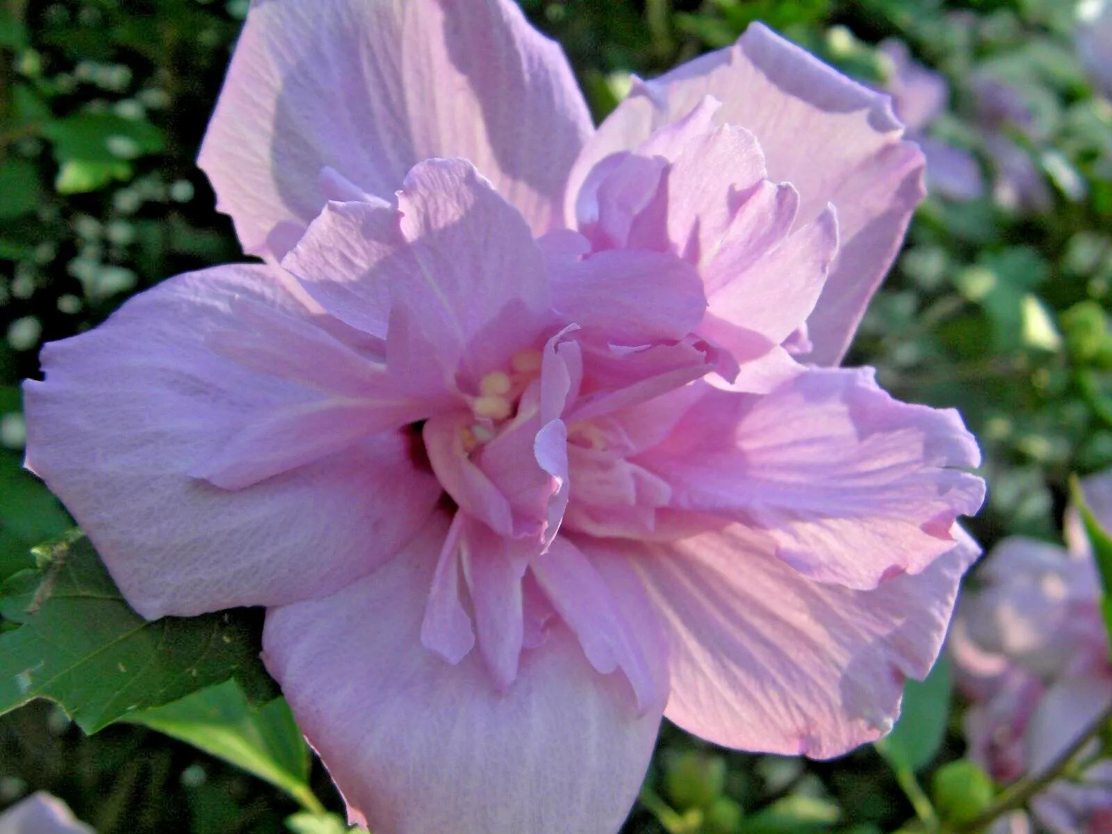 50 Cuttings Rose of Sharon Hibiscus Syriacus Flowering Bush for Rooting