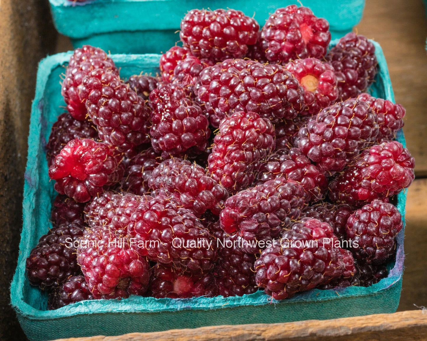 Tayberry Plants - Rooted in Soil - Sweet Raspberry Blackberry Cross - Rubus fruticosus × Rubus idaeus