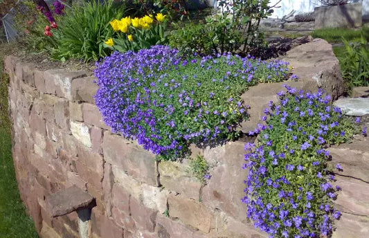 Cascade Blue Rock Cress Seeds - Aubrieta Hybrida Superbissima - Perennial Flower Seeds - Free Shipping US