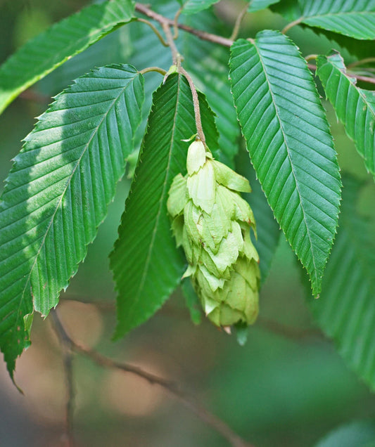 American Hornbeam Seeds 20 Pack - Carpinus caroliniana, Hardy Tree Seeds for Landscaping and Gardening