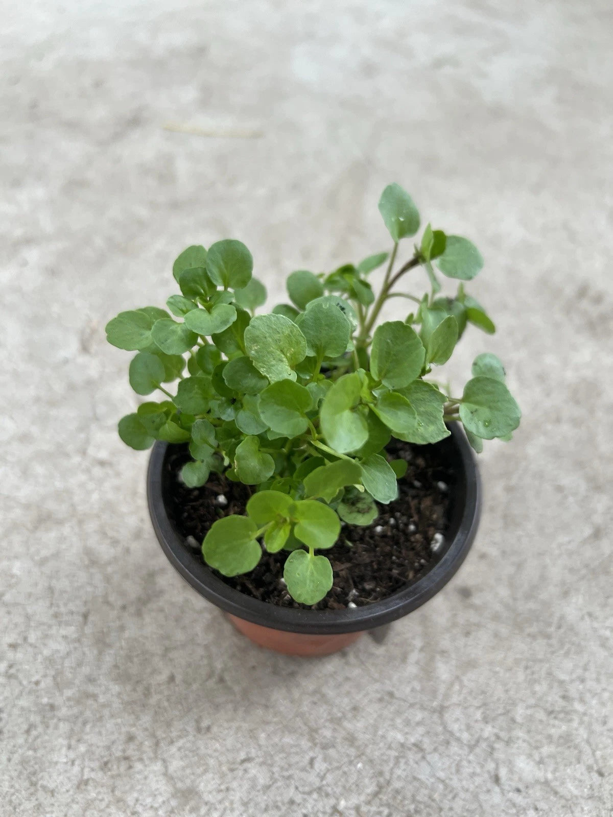Watercress Live Plant in Pot - Fresh Edible Vegetable - Nasturtium officinale - Ready to Plant