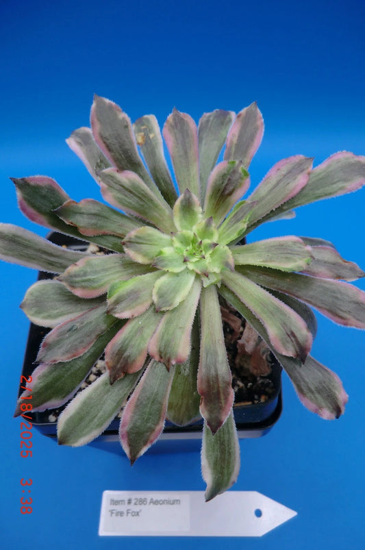Aeonium Cutting | Rooted | Firefox Variety | Succulent Plant | Perfect for Indoor Gardening