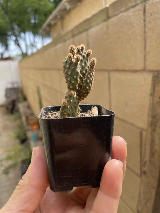Cactus Plant 2” Opuntia Cinnamon or Red Bunny Ears Microdasys Rufida