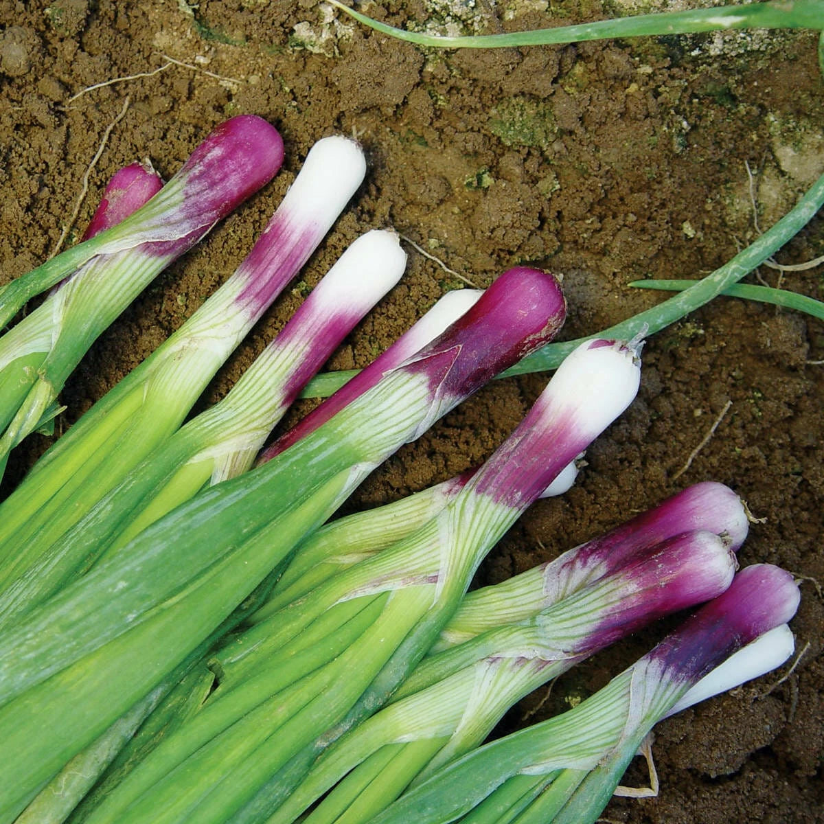 Red Bunching Onion Seeds Pack Non-GMO, Scallion Variety, Allium Fistulosum, Tracking Included