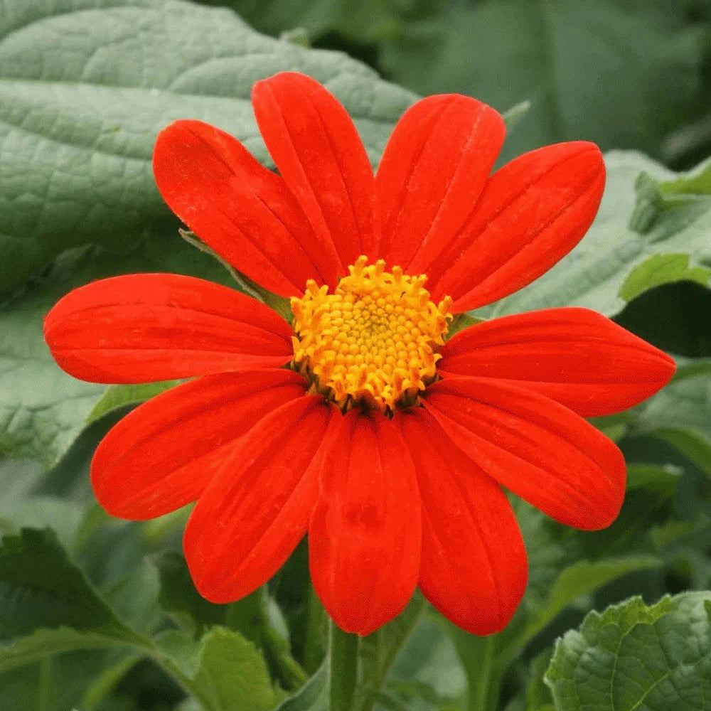 Mexican Sunflower Seeds - Red Torch Variety - Tithonia Rotundifolia for 2025 Planting