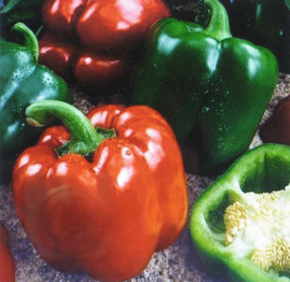 300 Seeds Bulk Sweet Giant Pepper Keystone Capsicum annuum