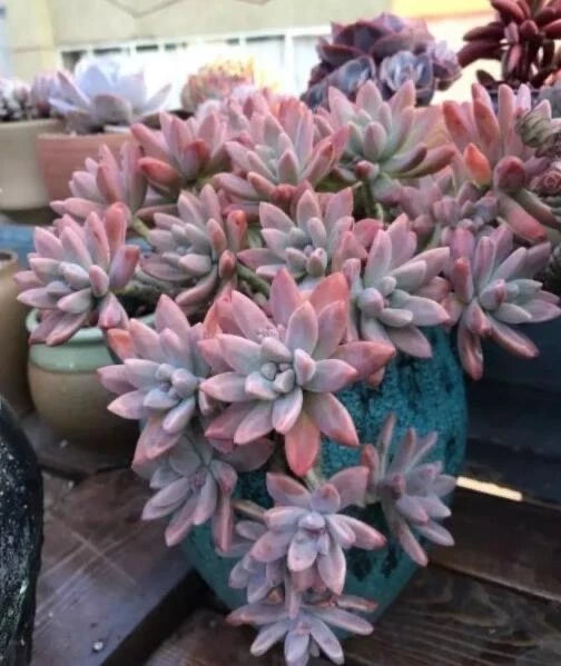 Live Succulent Plant - Rooted Graptosedum 'Francesco Baldi' - Unique Green and Red Variegation - Ideal for Indoor Decor