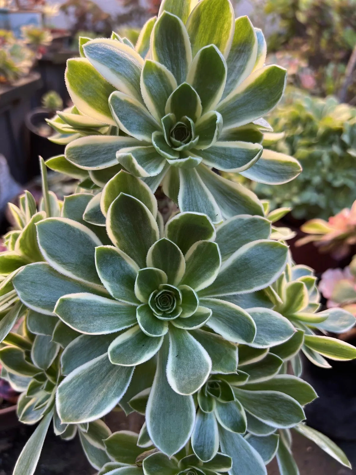 Aeonium Cutting | Green Rose Variety | Succulent Plant | Aeonium arboreum