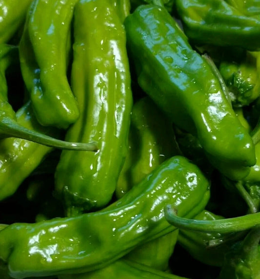 Italian Pepperoncini Pepper Seeds - 50+ Count - Mild Heat for Pickling - Capsicum annuum