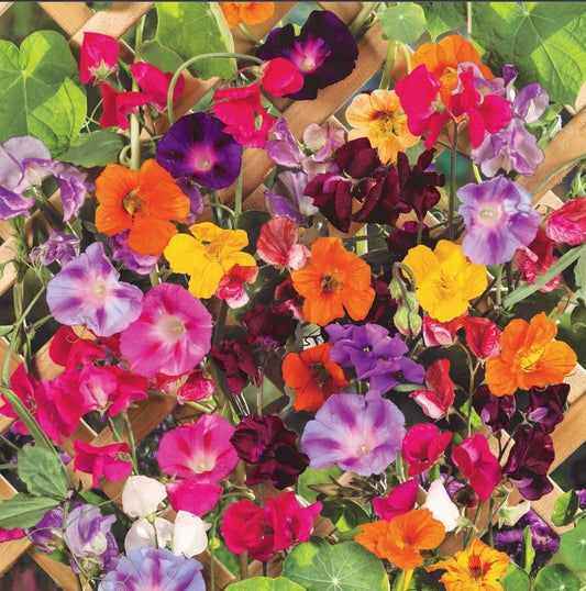 Climbing Vine Mix - Landscaper's Pack of 150 Seeds - Colorful Climbers - 6 Species for Garden Trellises and Arbors