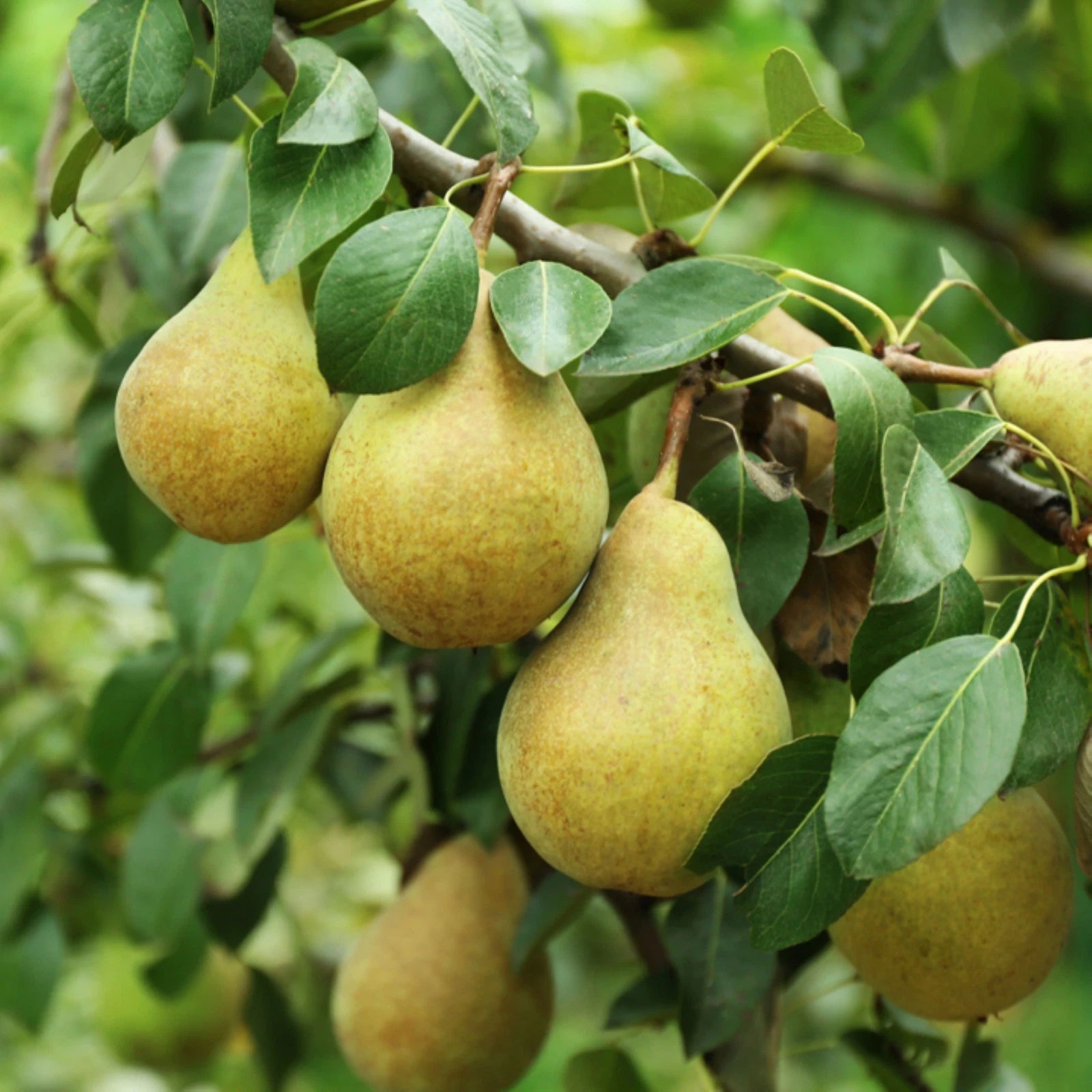 Bartlett Pear Tree Seeds | European Williams Green Pear Seeds | Pyrus communis | Fast Shipping 2025