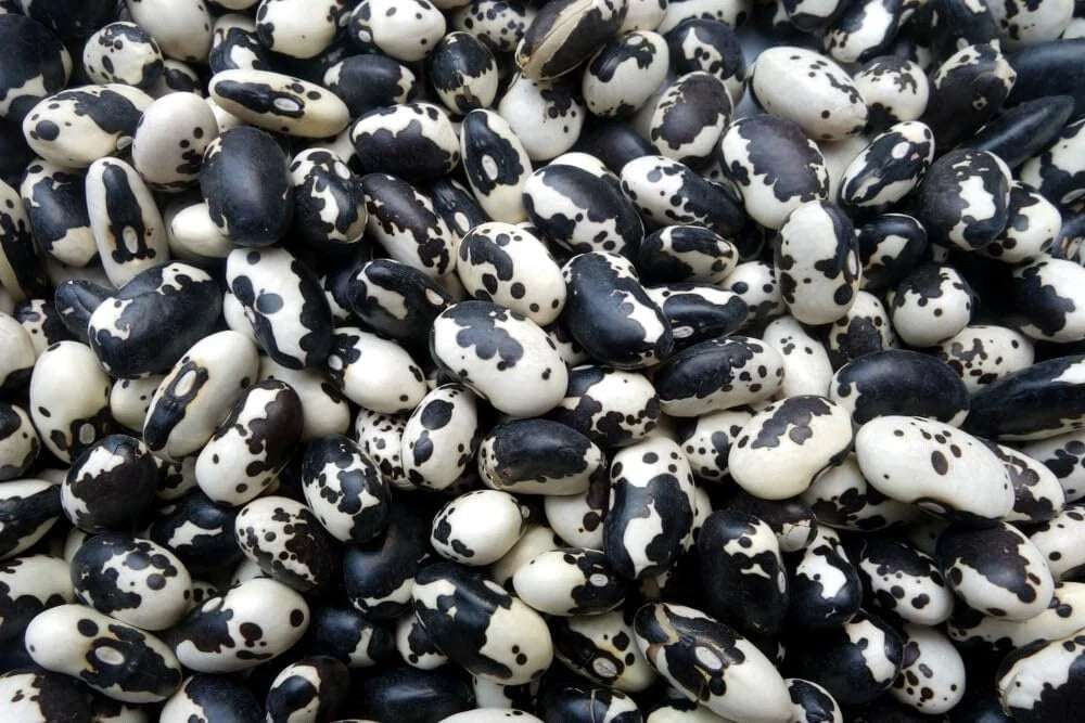 Calypso Bean Seeds for Planting, 20 Seeds, Easy to Grow, Delicious Variety, Phaseolus vulgaris