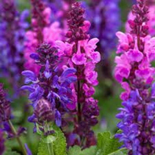 50 Pink Purple Salvia Seeds - Perennial Flower Seeds for Hummingbirds - Salvia spp.