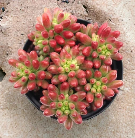 pink jelly bean succulent Sedum Rubrotinctum 