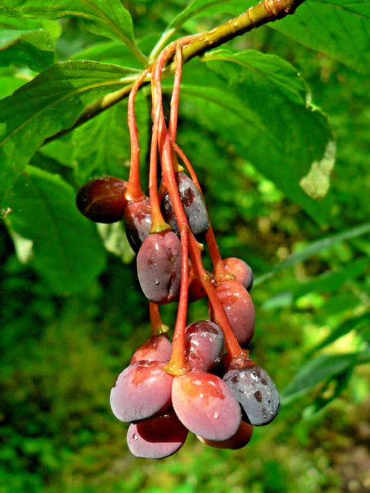 10 Indian Plum Seeds - Fast-Growing Edible Fruit Shrub - Oso Berry (O. Cerasiformis)