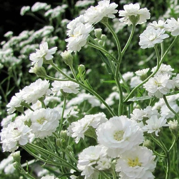 Baby's Breath Seeds - Snowflake Perennial Heirloom Non-GMO Cut Flowers - 100 Seeds (Gypsophila paniculata)