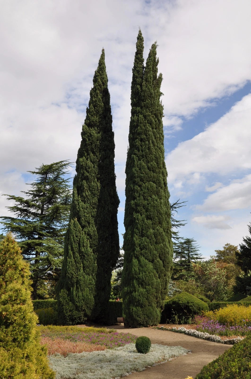 Italian Cypress Seeds - 25 Pack - Cupressus sempervirens - Mediterranean Evergreen Tree Seeds for Landscaping