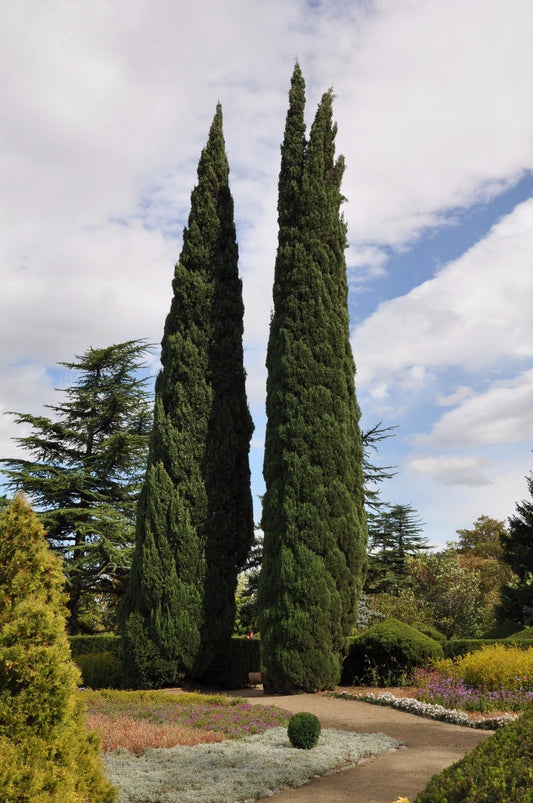 Italian Cypress Seeds - 25 Pack - Cupressus sempervirens - Mediterranean Evergreen Tree Seeds for Landscaping