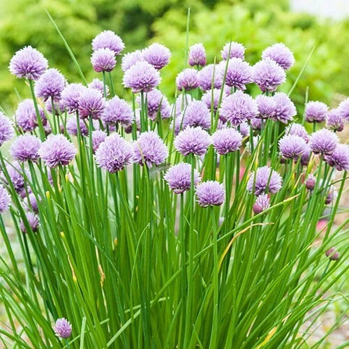 Chives Herb Seeds - 30 Fresh Seeds - Allium schoenoprasum - Free USA Shipping