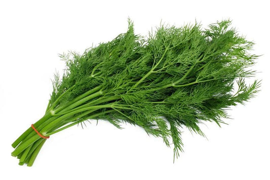 Bouquet Dill Seeds 200+ Count Fresh Garden Herb Anethum graveolens USA Organic