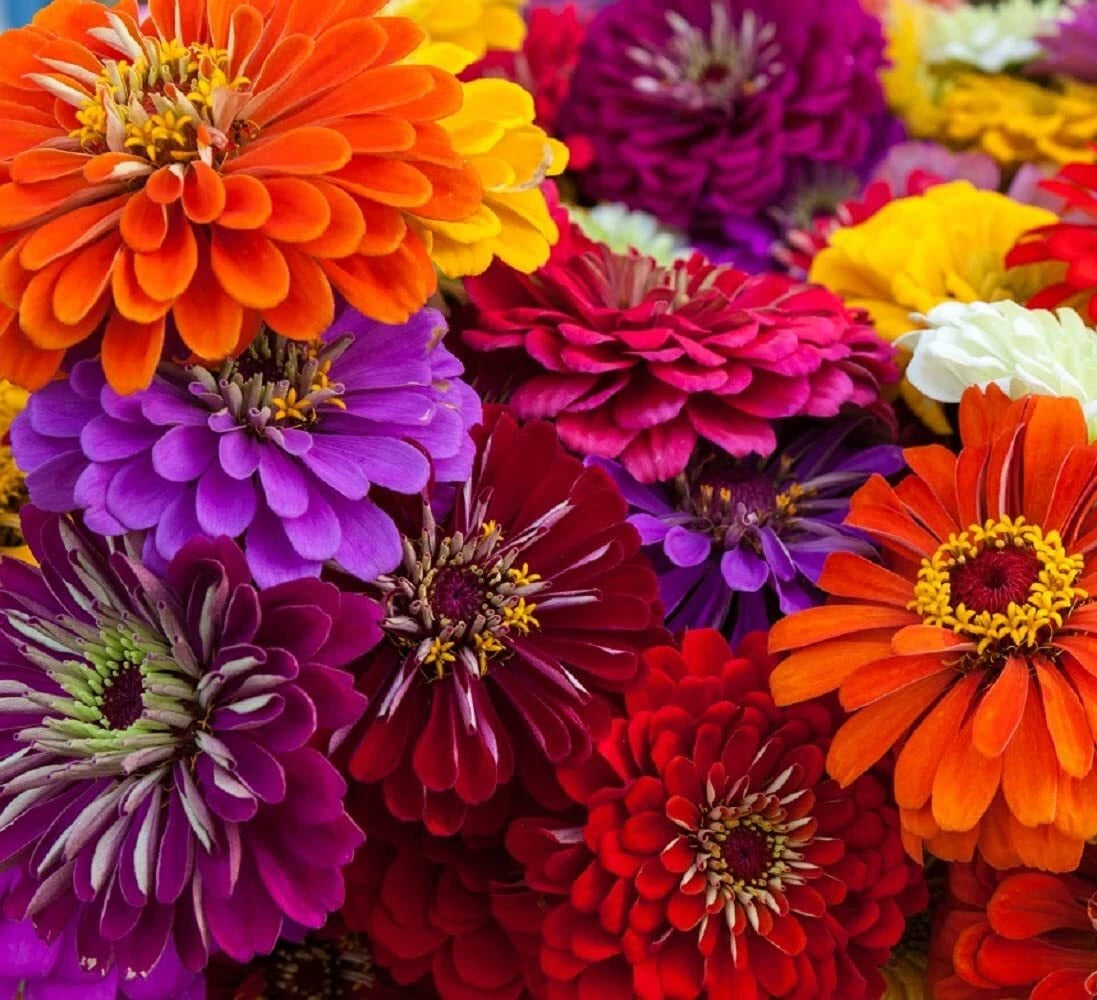 California Giant Zinnia Seeds | 50 Seeds | Colorful Flower Garden | Zinnia elegans